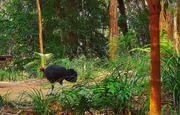 12th May 2025 - Scrub Turkey Enjoying His Place In The Bush ~