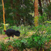 Scrub Turkey Enjoying His Place In The Bush ~