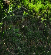 11th May 2025 - Bullseye