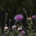Pretty Weeds