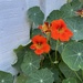 Nasturtium 