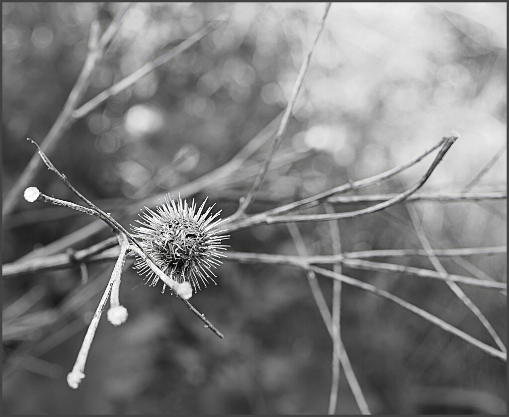 Balance by olivetreeann