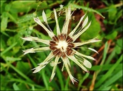 9th May 2025 - Fine and Dandy