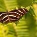 Zebrawing Butterfly!