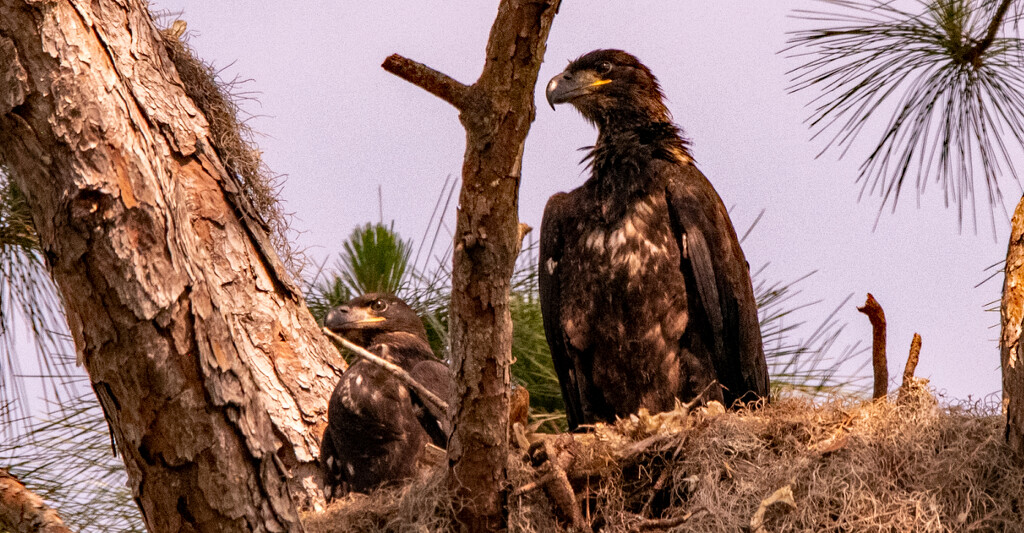 Eagle Babies Waiting on Food! by rickster549