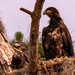 Eagle Babies Waiting on Food!