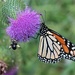 Beautiful Nature