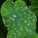 Nasturtium