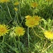 Fields of Gold