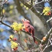 Poor Cardinal