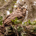 Great Horned Owl, mom!
