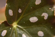 11th May 2025 - 5-11-25 Spotted Angel Wing Begonia Leaf with Macro Filter