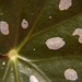 5-11-25 Spotted Angel Wing Begonia Leaf with Macro Filter