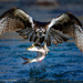 Osprey on the Rappahannock