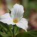 Trillium