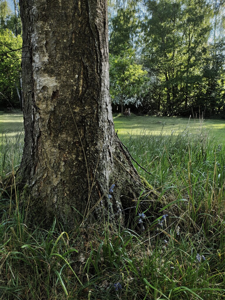 Another Tree by 30pics4jackiesdiamond