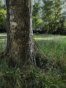 12th May 2025 - Another Tree