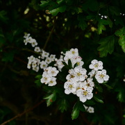 12th May 2025 - Hawthorn 