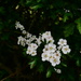 Hawthorn 