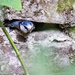 Blue tit