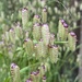 Quaking grass by wakelys