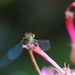 Damselfly in macro 