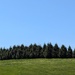 Row of Trees