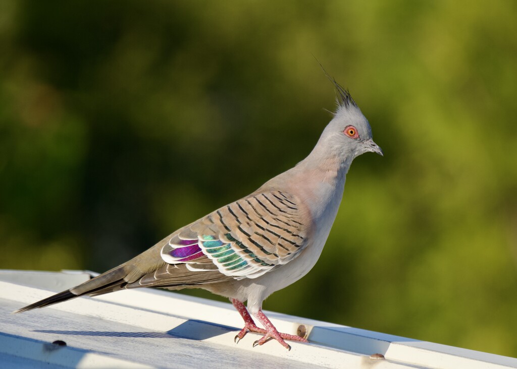 Crested Pigeon P5123932 by merrelyn