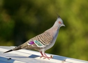 12th May 2025 - Crested Pigeon P5123932