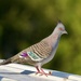 Crested Pigeon P5123932
