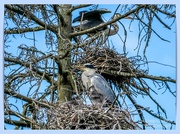 12th May 2025 - Grey Herons And Chicks