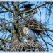 Grey Herons And Chicks