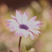 African daisy~~~~~