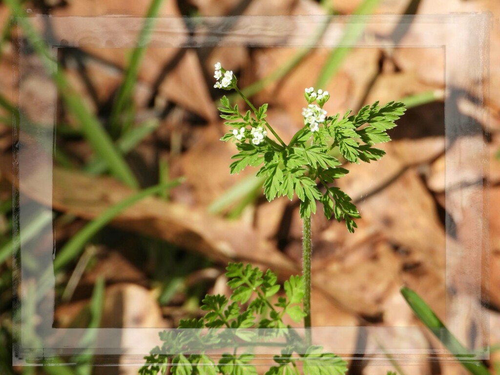 Wild chervil... by marlboromaam