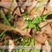 Wild chervil...