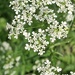 Cow Parsley by 365projectorgjoworboys