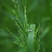 Gramineae