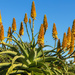 Aloes 