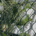 NoMowMay-12  by cocokinetic