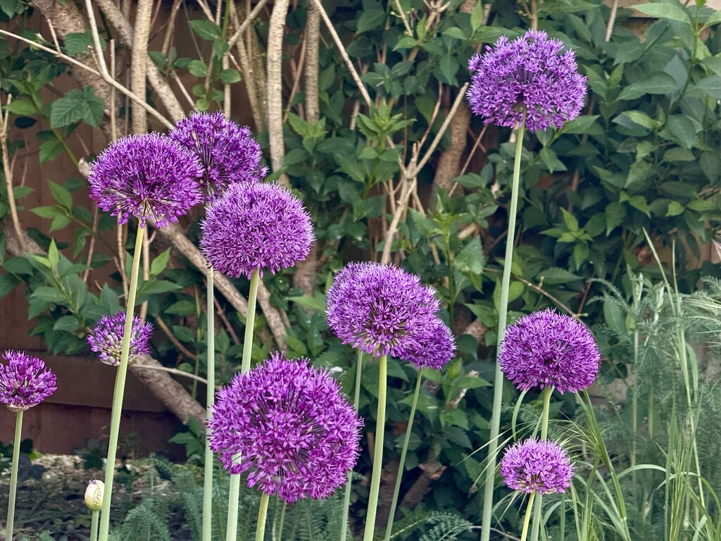 Alliums by phil_sandford