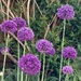 Alliums