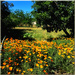 I am a simple poppy by 365projectorgchristine