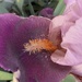 ETSOOI Iris
