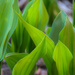 Lilies of the Valley leaves