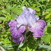 Iris by tunia