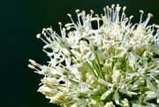 12th May 2025 - Another Allium