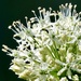 Another Allium