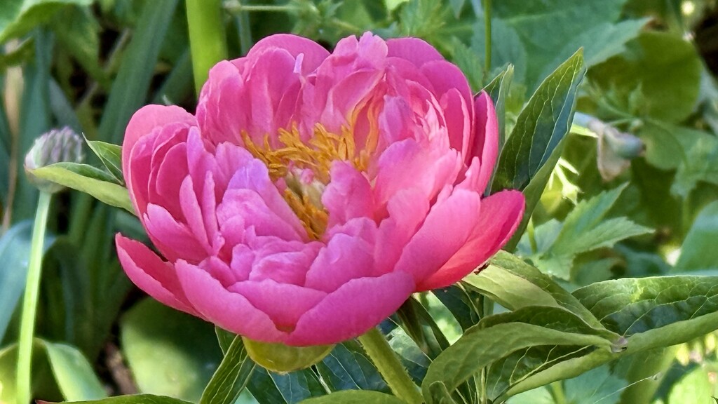 Pink Peony by carole_sandford