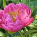 Pink Peony