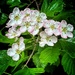 Hawthorn 